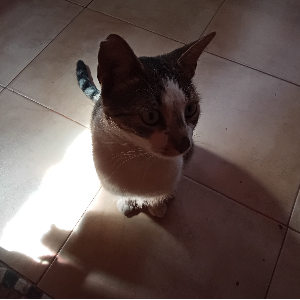 MASTRANGELO, MARCELA